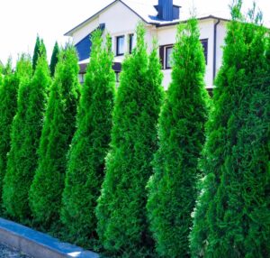 Thuja Smaragd - Туја Смарагд