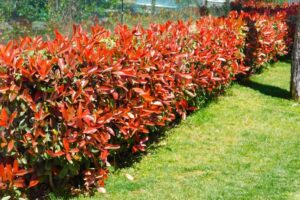 Фотинија - Photinia Red Robin