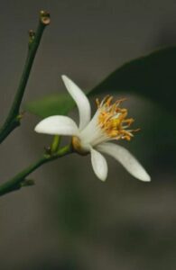 Цвет на сибирски лимон (Poncirus trifoliata)