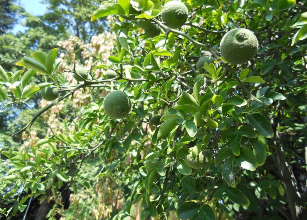 Сибирски лимон (Sibirski limon)